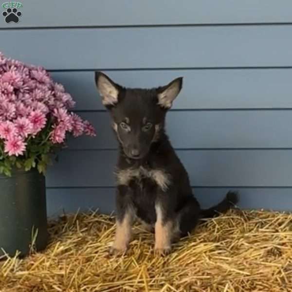 Andy, German Shepherd Puppy